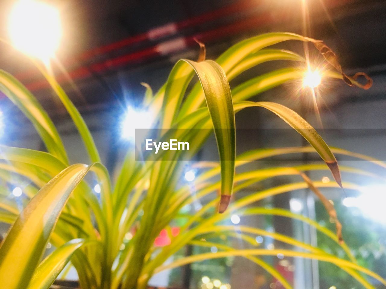 LOW ANGLE VIEW OF PLANTS AGAINST SUNLIGHT