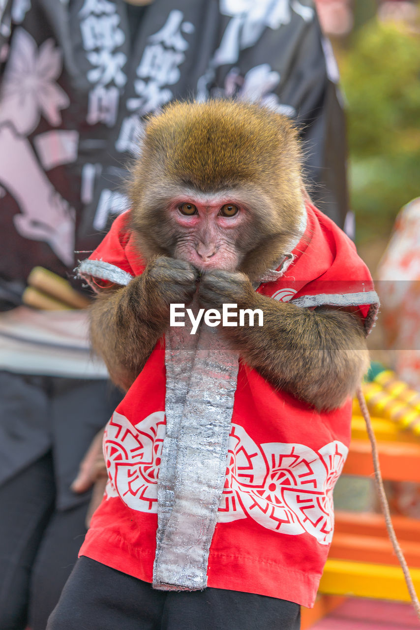 Japanese show of sarumawashi where a monkey does acrobatic tricks in the tenjin sanctuaries.