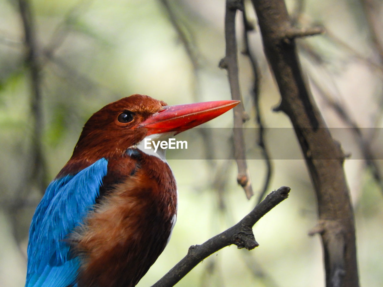 Close-up of white throated kingfisher bird perching on branch