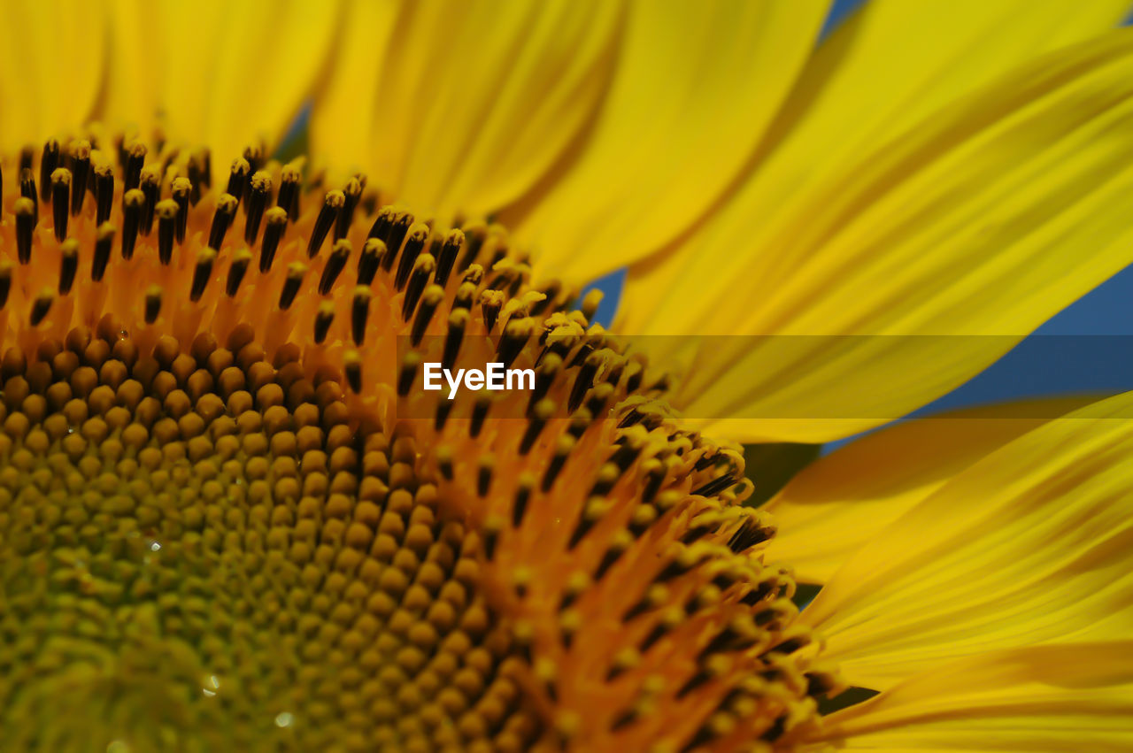 Close-up of sunflower