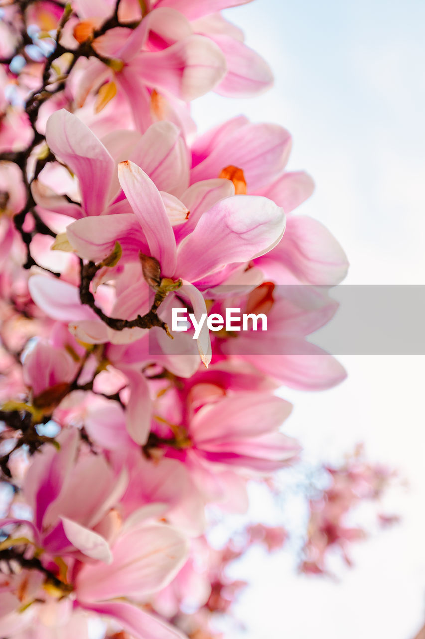 Close-up of pink magnolia flowers