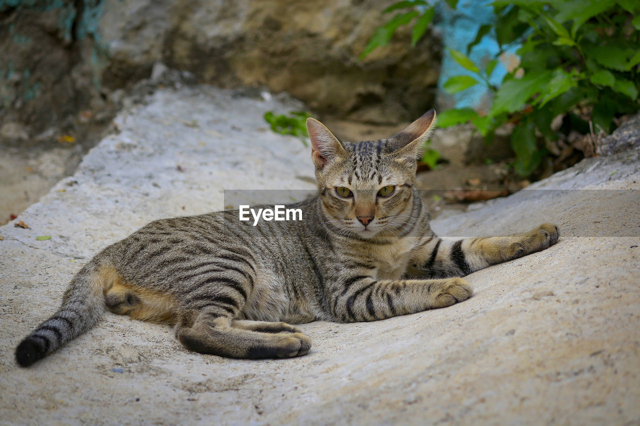 Portrait of a cat resting