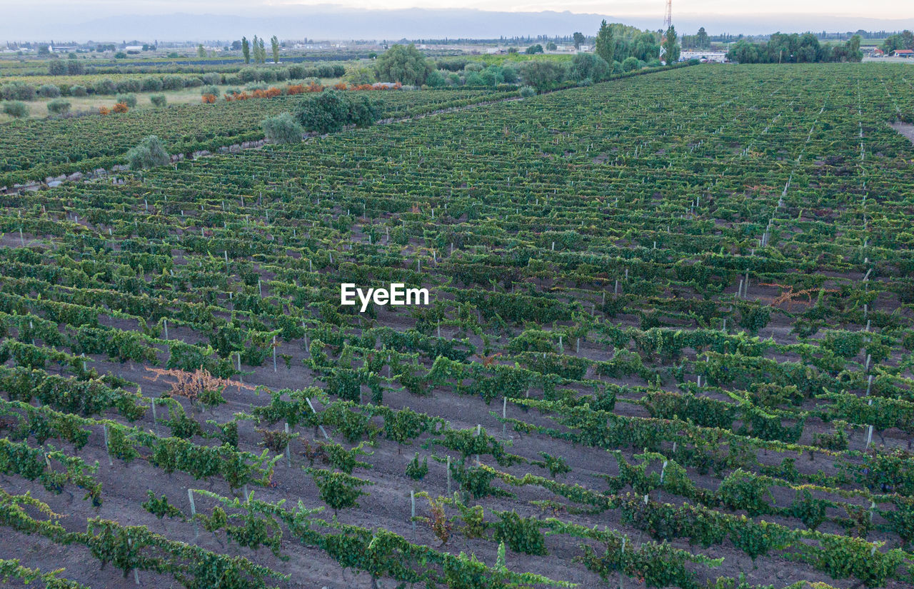 Vineyards in mendoza, argentina