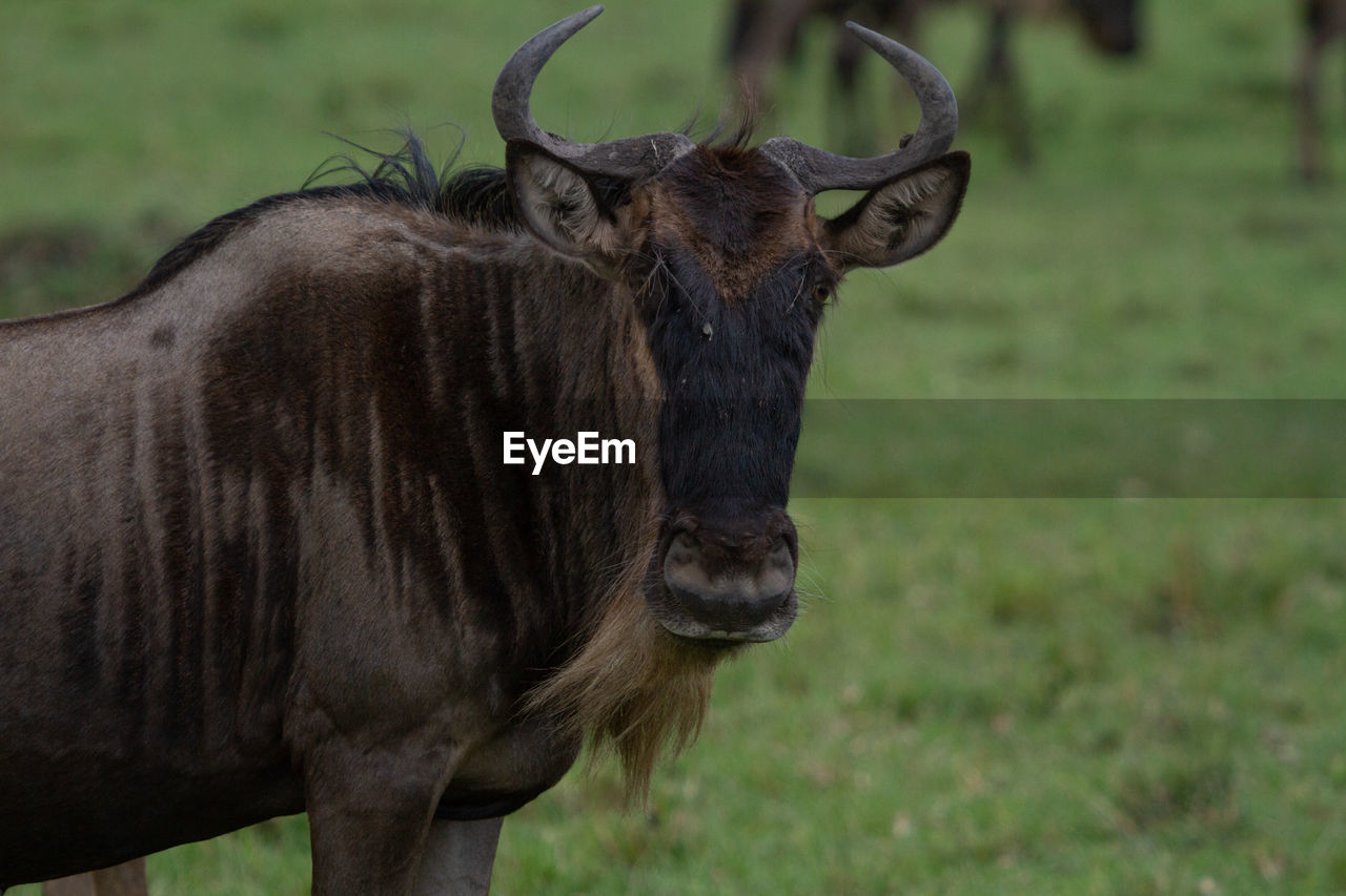 Portrait of a wildebeest in the wild, looking directly into the camera