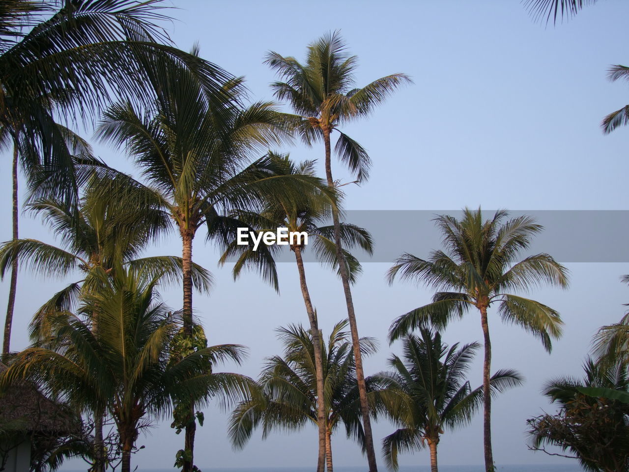 PALM TREES AGAINST SKY