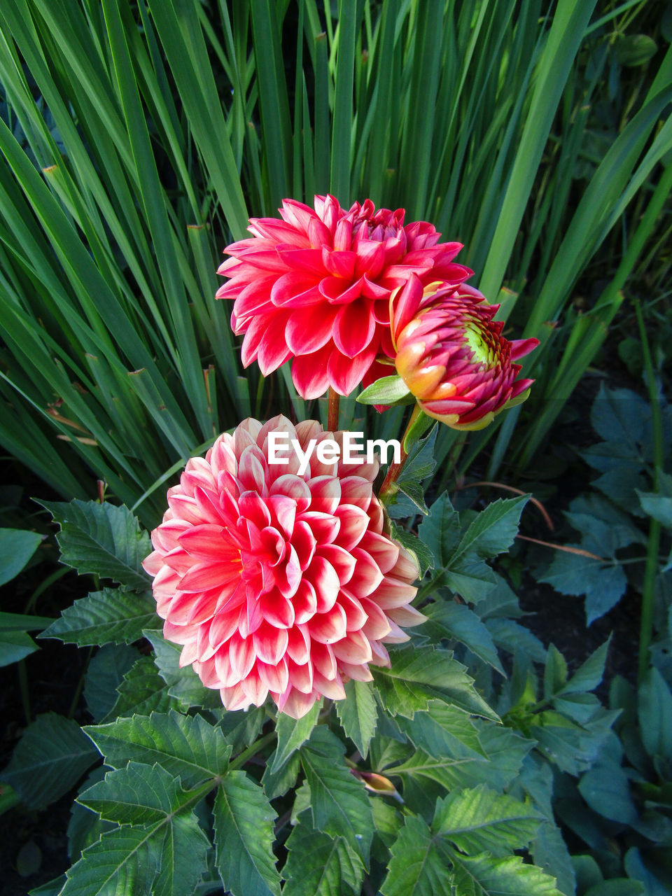 plant, flower, flowering plant, beauty in nature, freshness, petal, leaf, plant part, growth, fragility, flower head, inflorescence, nature, close-up, green, dahlia, pink, no people, red, botany, day, outdoors, high angle view