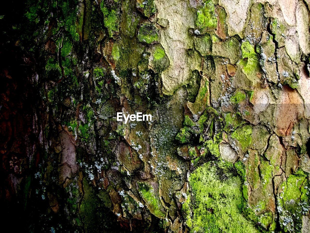 TREE TRUNK IN FOREST