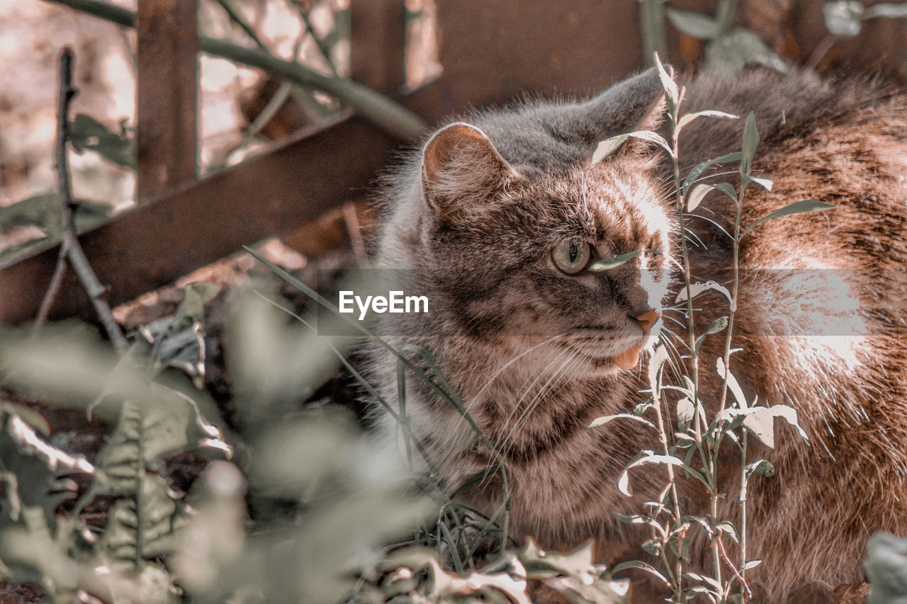 Close-up portrait of a cat