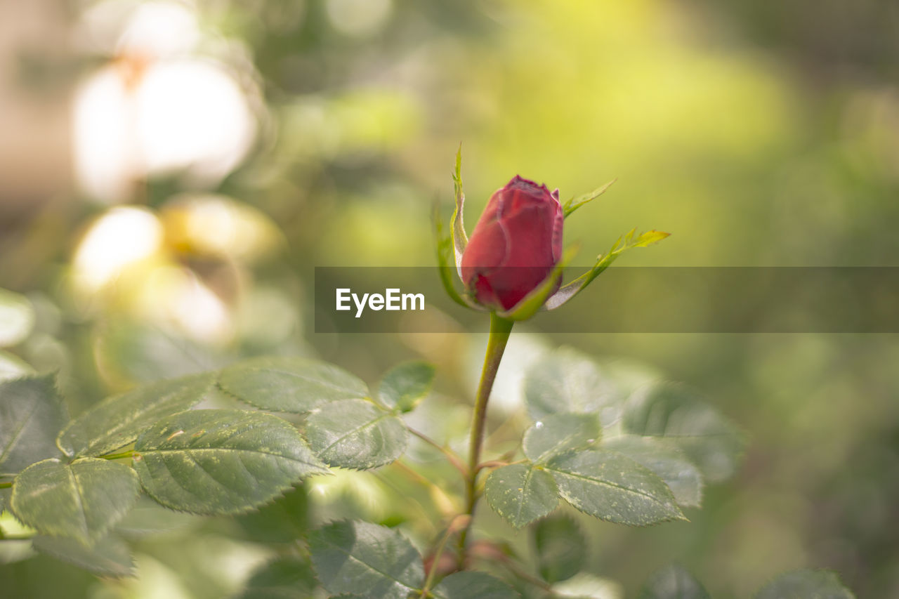 plant, nature, flower, beauty in nature, flowering plant, plant part, leaf, freshness, close-up, macro photography, blossom, red, rose, growth, green, fragility, selective focus, no people, petal, outdoors, springtime, environment, summer, focus on foreground, flower head, wildflower, bud, branch, tree, sunlight, yellow, day, social issues, inflorescence, defocused, food, botany, animal wildlife, landscape, land, multi colored, insect, macro, environmental conservation, food and drink, tranquility