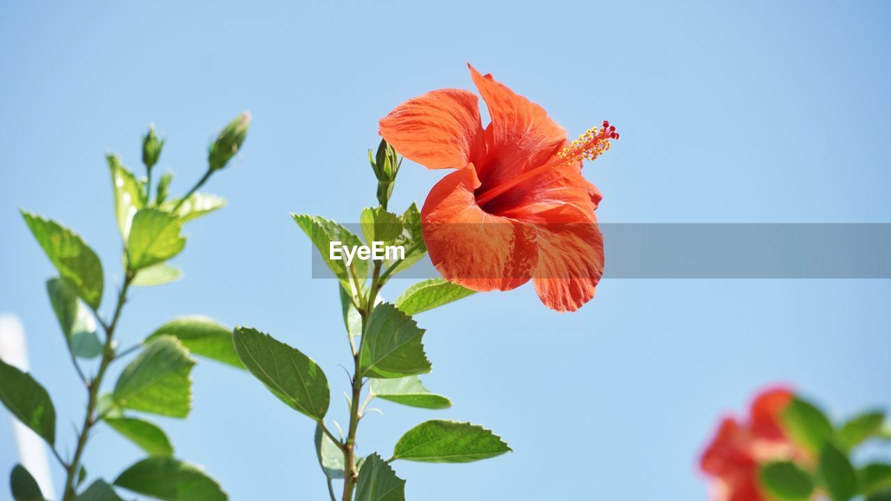 plant, flower, flowering plant, leaf, plant part, hibiscus, nature, beauty in nature, freshness, petal, blue, flower head, blossom, growth, inflorescence, fragility, red, sky, close-up, no people, clear sky, outdoors, springtime, botany, sunny, vibrant color, sunlight, day, green, copy space