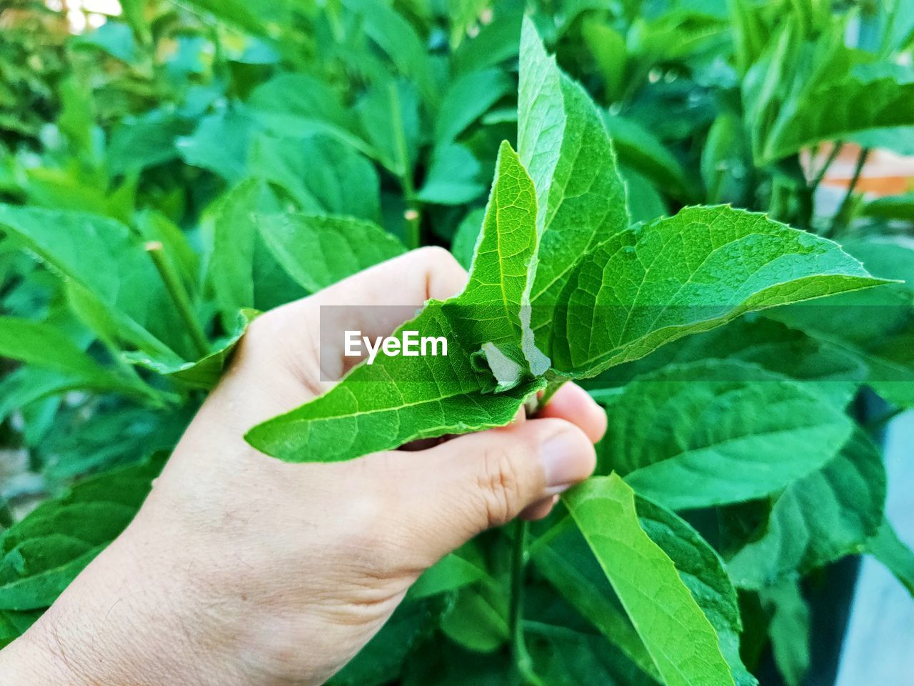 hand, plant part, leaf, green, plant, growth, one person, holding, nature, food, agriculture, food and drink, close-up, flower, freshness, day, produce, outdoors, healthy eating, lifestyles, finger, adult, vegetable, organic, focus on foreground, herb, gardening, wellbeing, crop