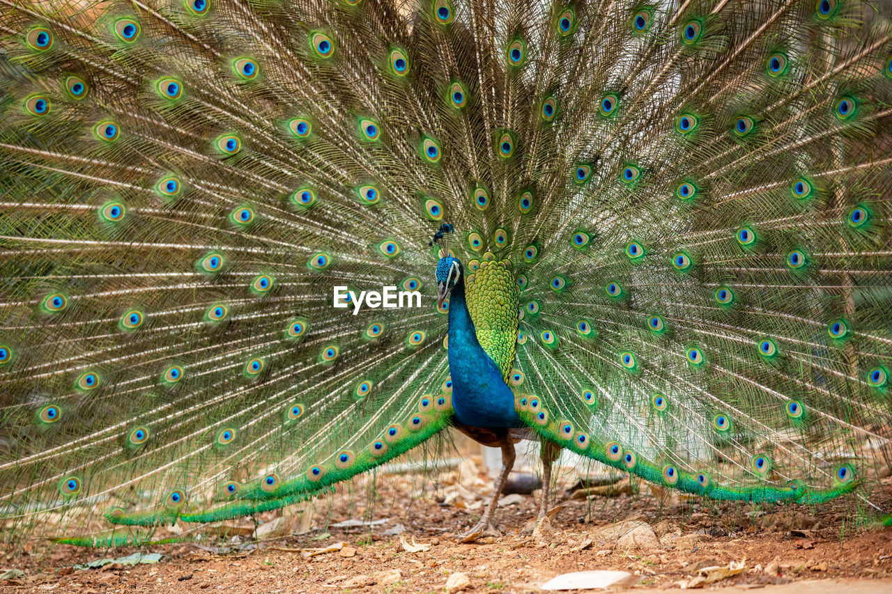 PEACOCK FEATHER AGAINST BLUE SEA