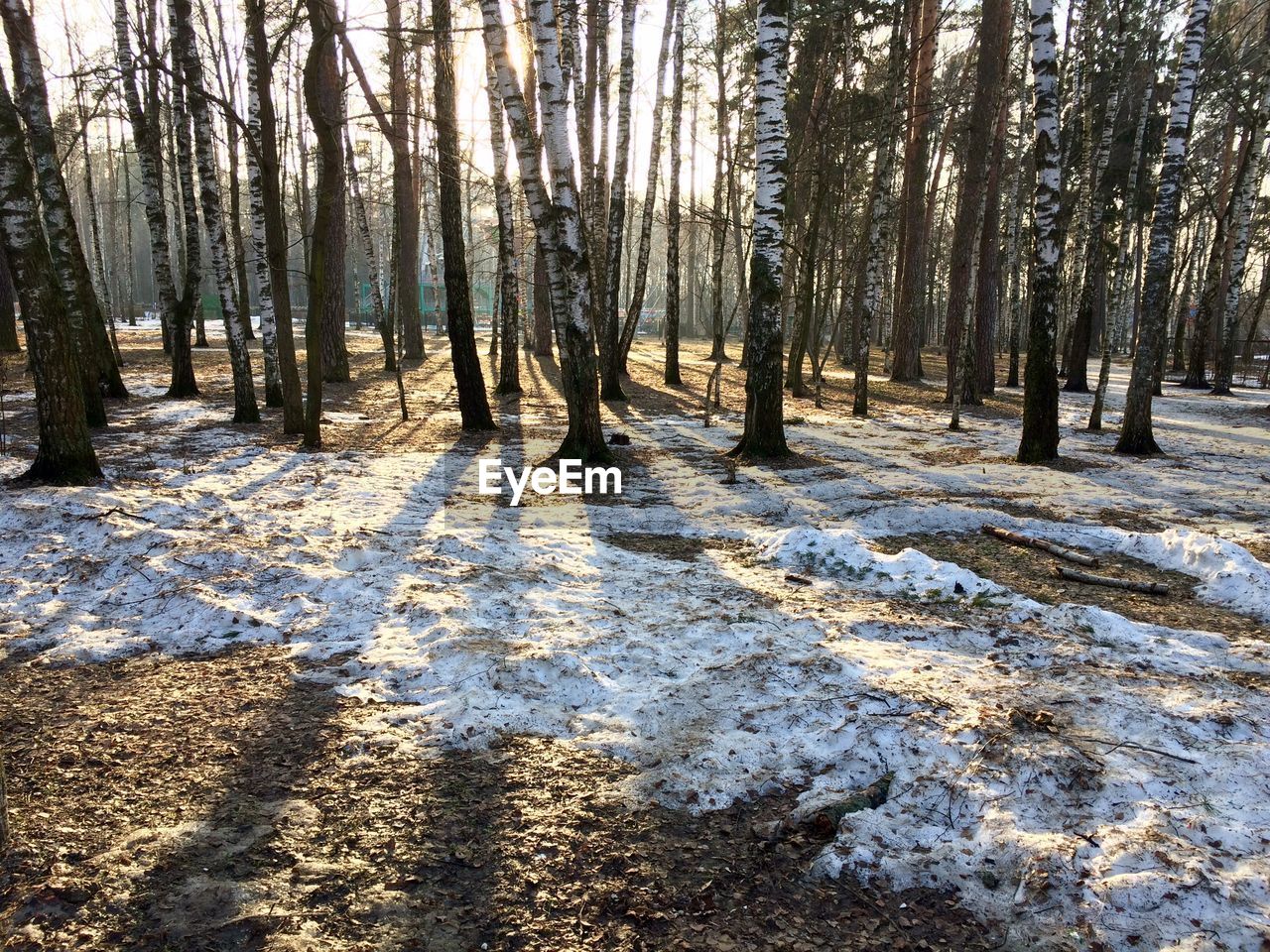 Pine trees in forest during winter