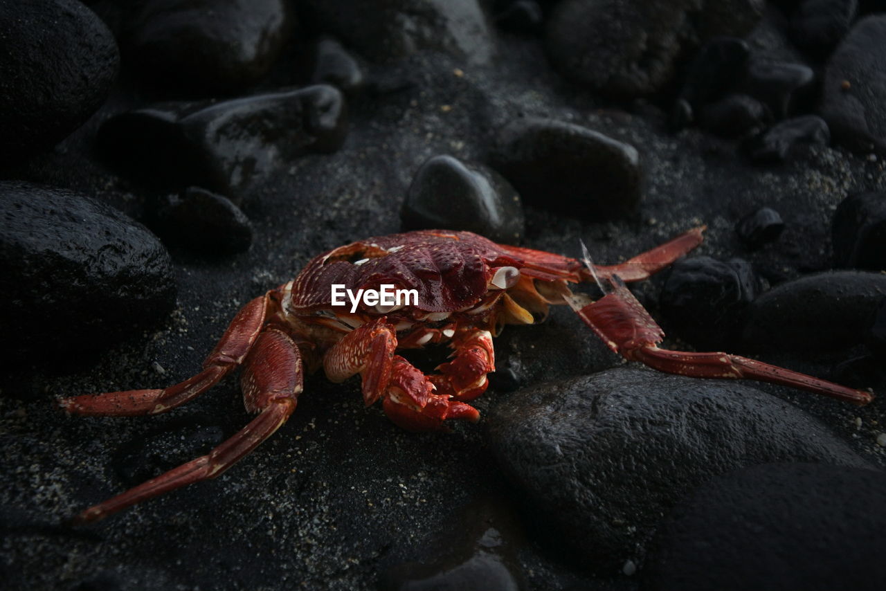 Dead red crab on rocks