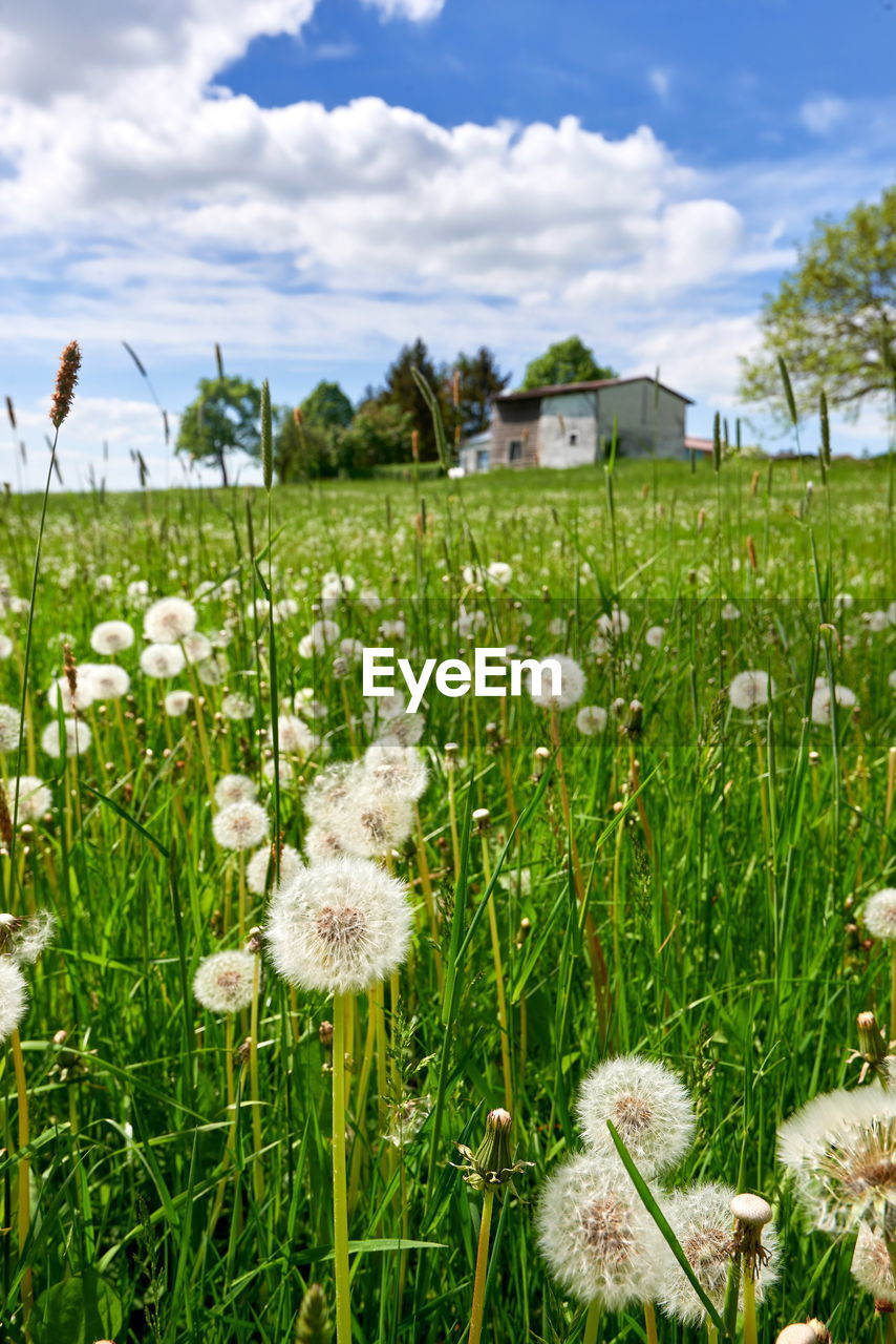 Close-up of flowers blooming in field