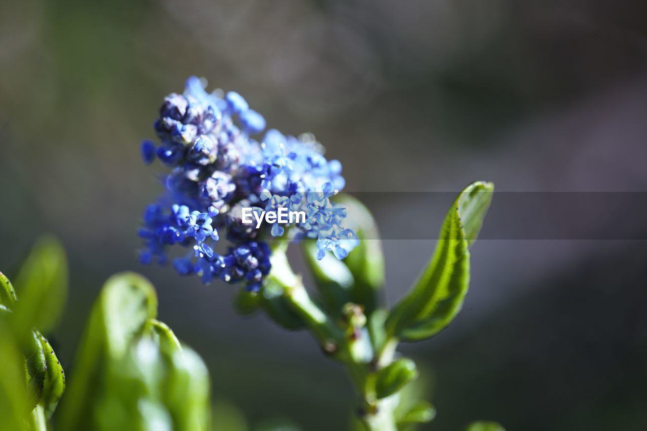 Close-up of purple flowering plant