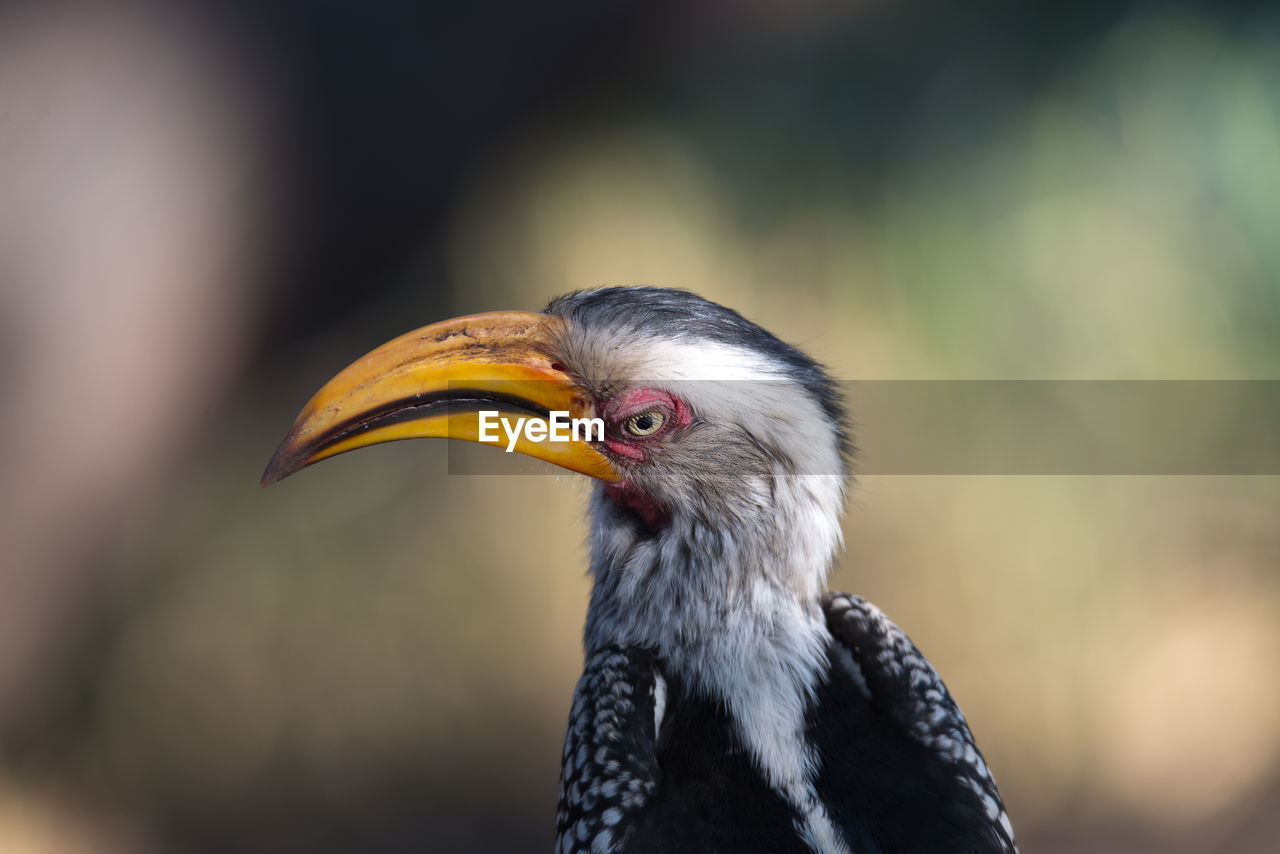 CLOSE-UP OF BIRD LOOKING AWAY