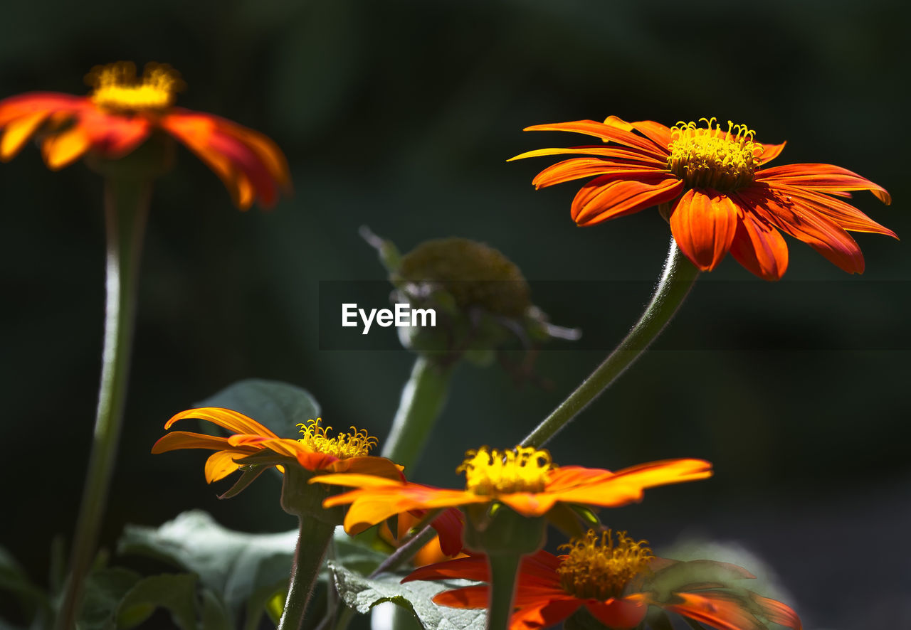 Close-up of orange flowering plant