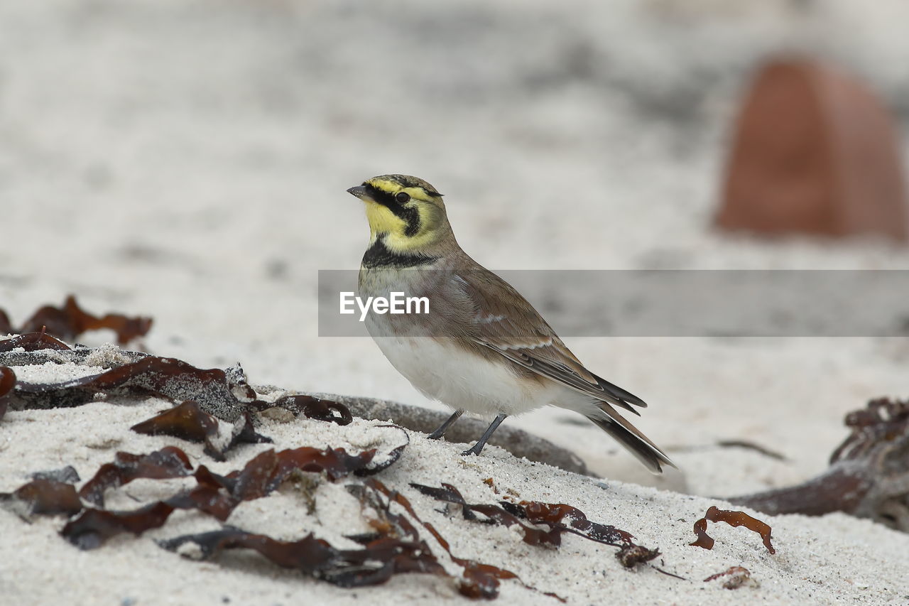 CLOSE-UP OF BIRD PERCHING ON SNOW