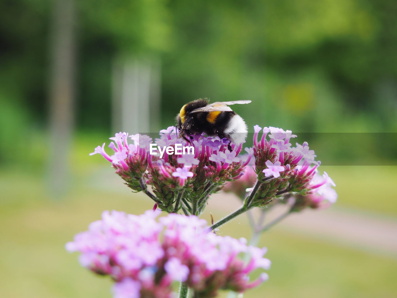 Close-up of bee pollinating on purple flower