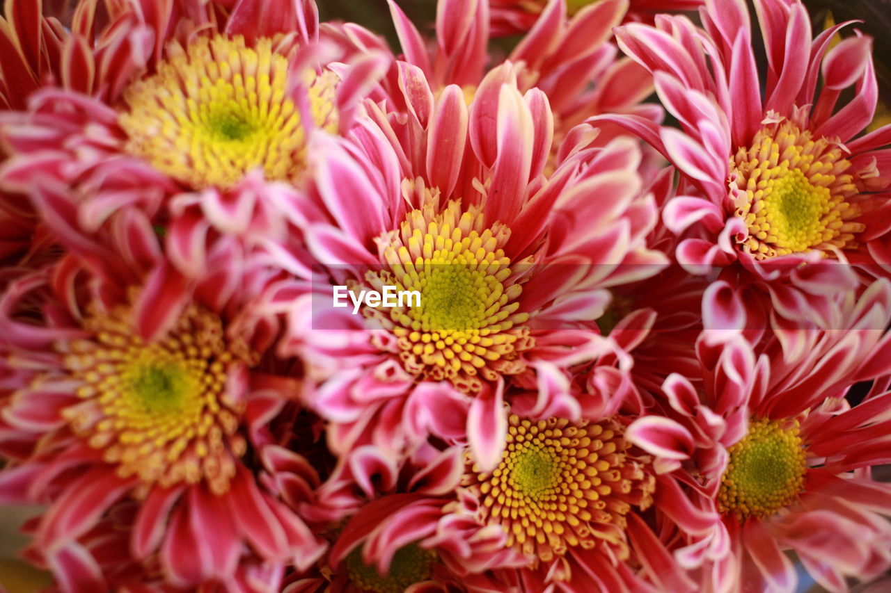 FULL FRAME SHOT OF PINK FLOWER BOUQUET