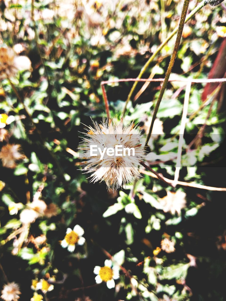 CLOSE-UP OF DANDELION FLOWER ON LAND