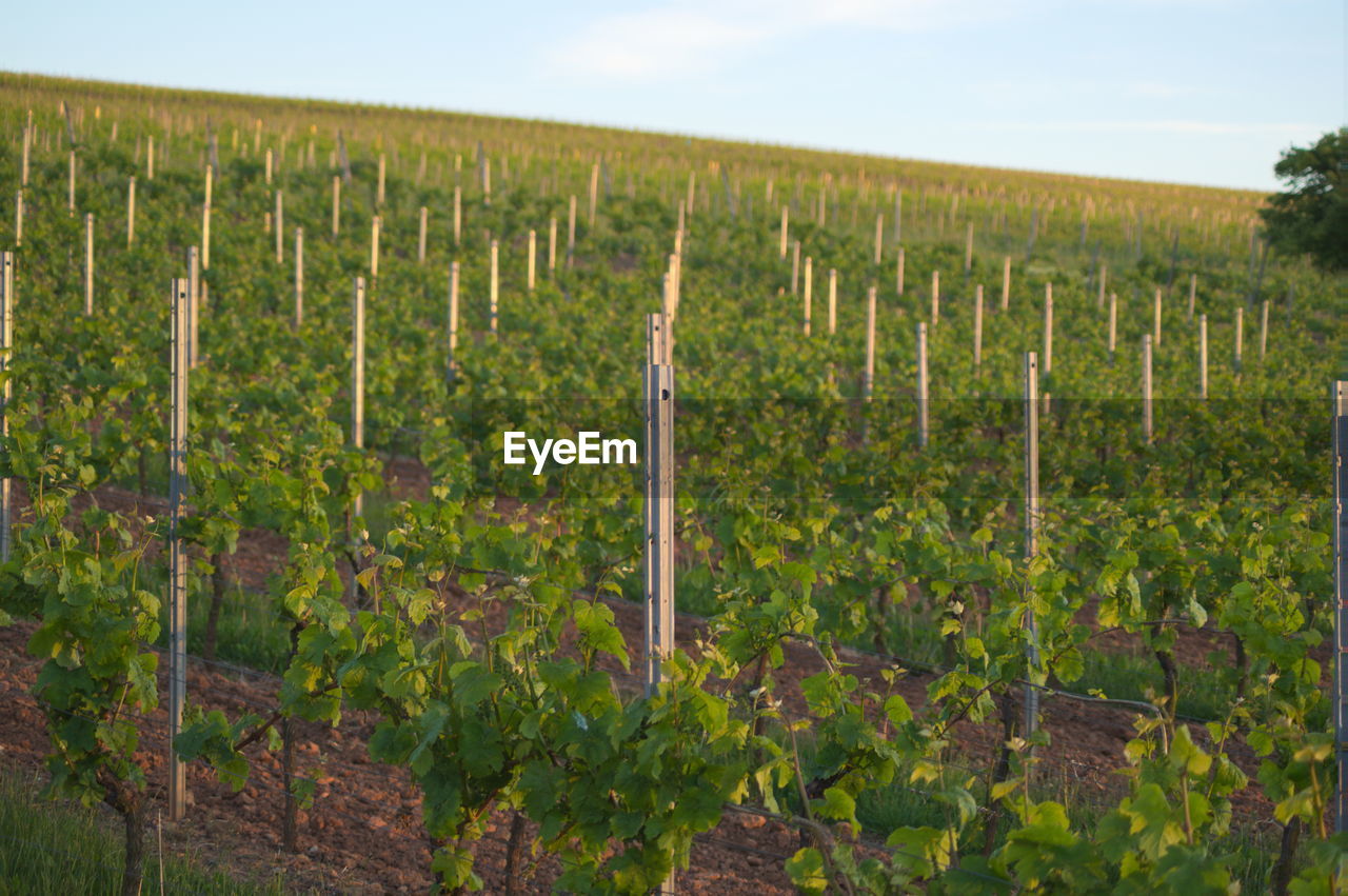 Close-up of vineyard against sky