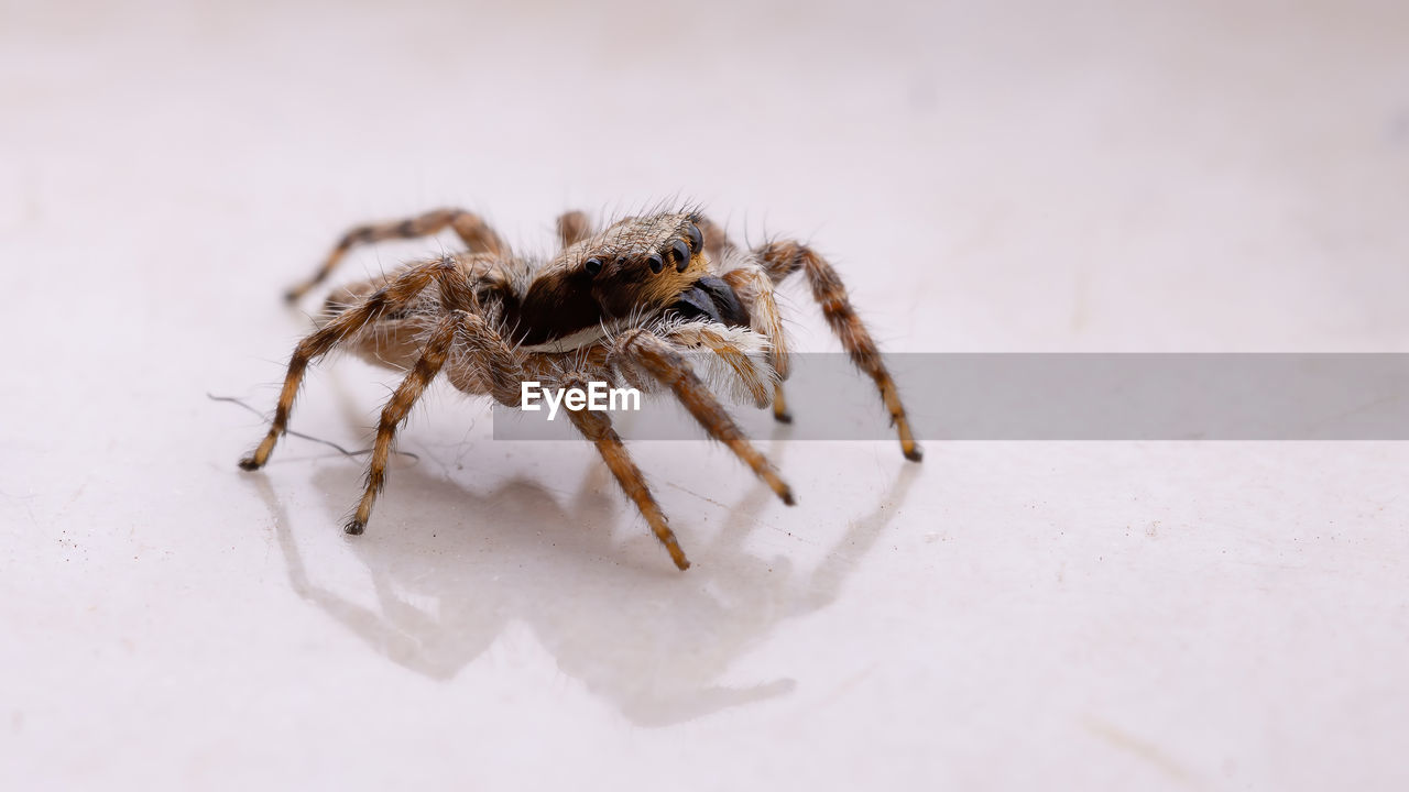 CLOSE-UP OF SPIDER ON WHITE