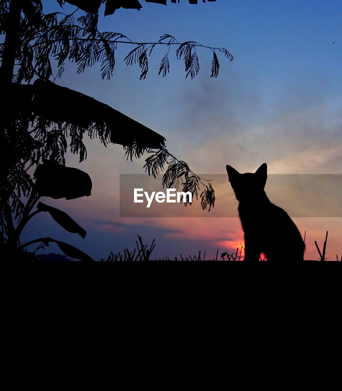 SILHOUETTE CAT BY TREE AGAINST SKY