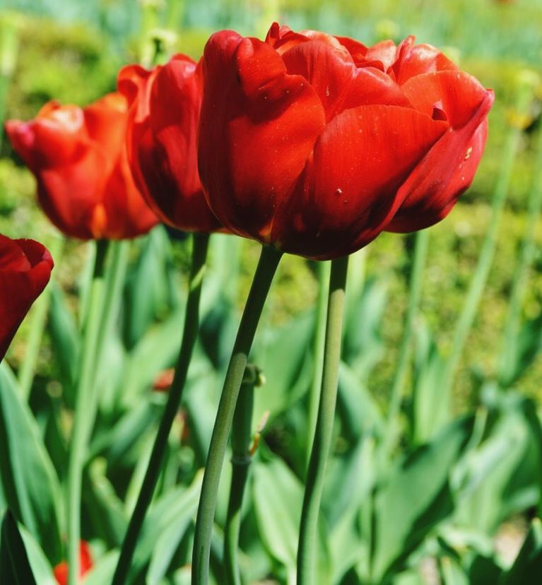 CLOSE-UP OF RED ROSE BLOOMING ON FIELD