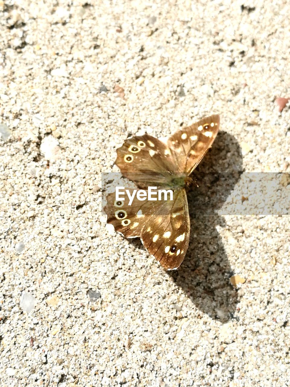BUTTERFLY ON SAND