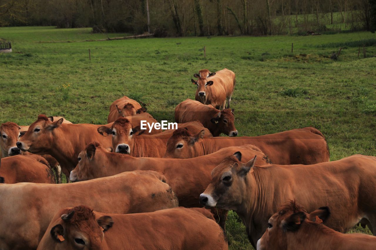 Cows on grassland