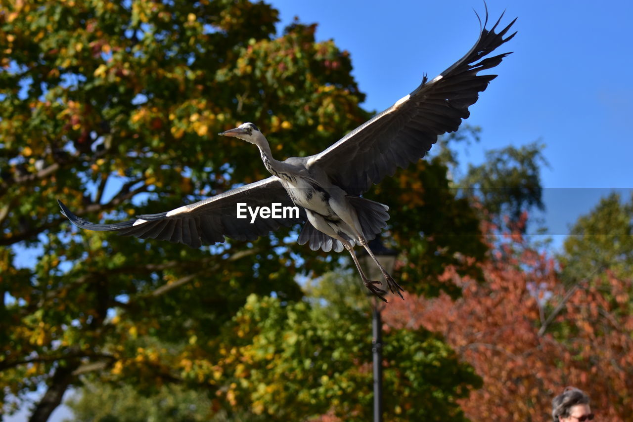 LOW ANGLE VIEW OF BIRD FLYING IN A TREE