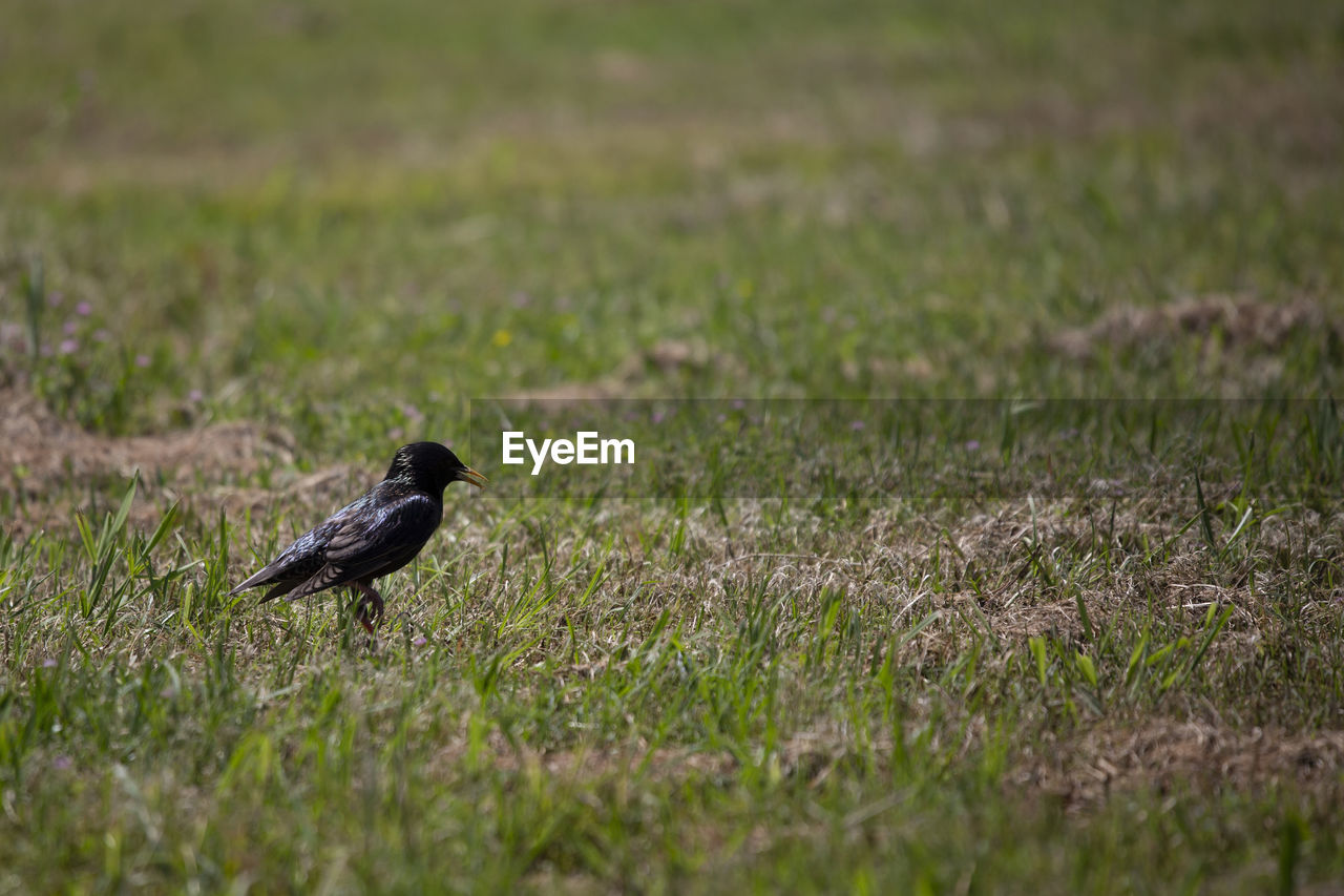 European starling sturnus vulgaris foraging in a meadow