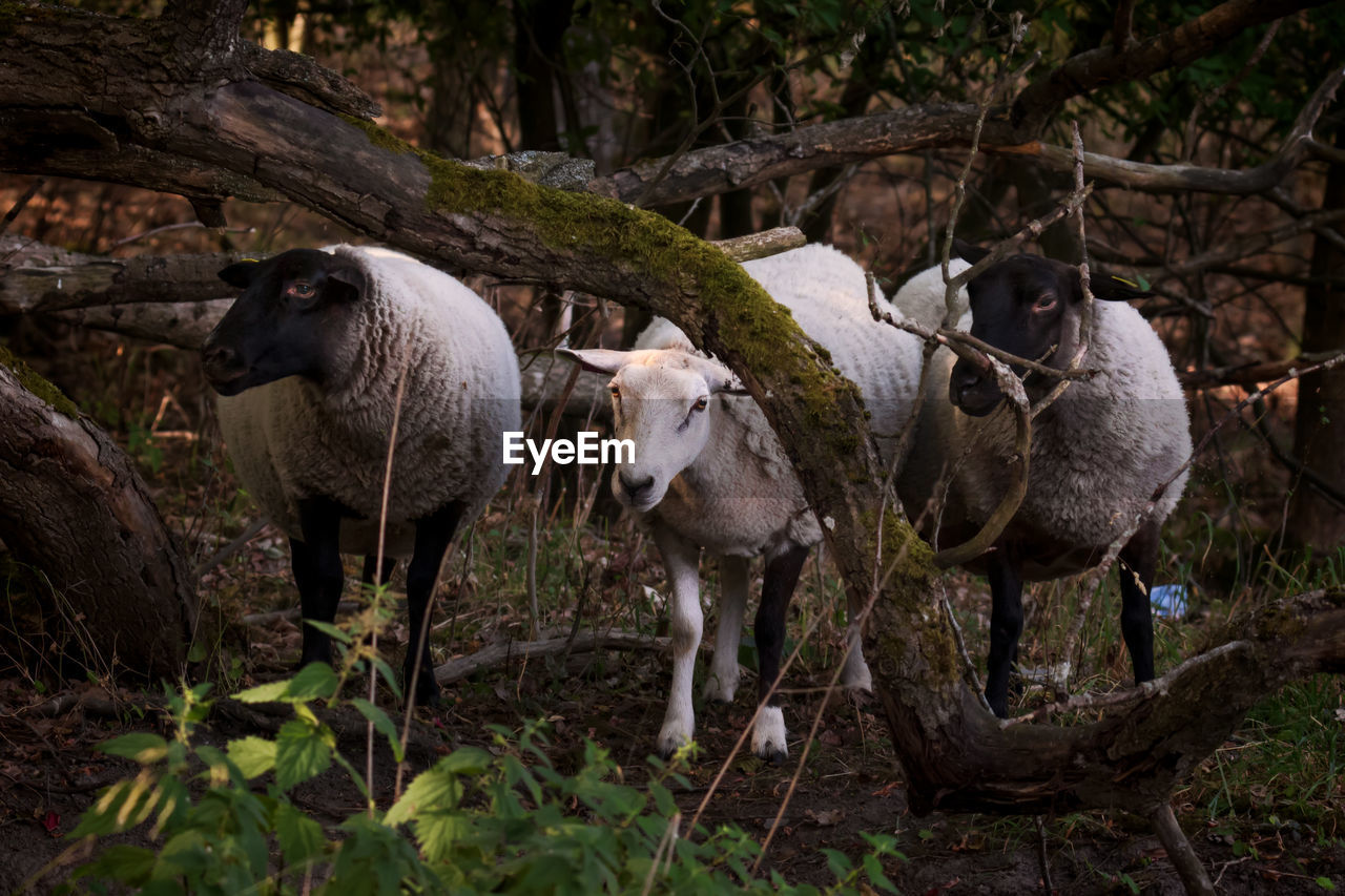 Sheep standing in a wooded park in stockholm