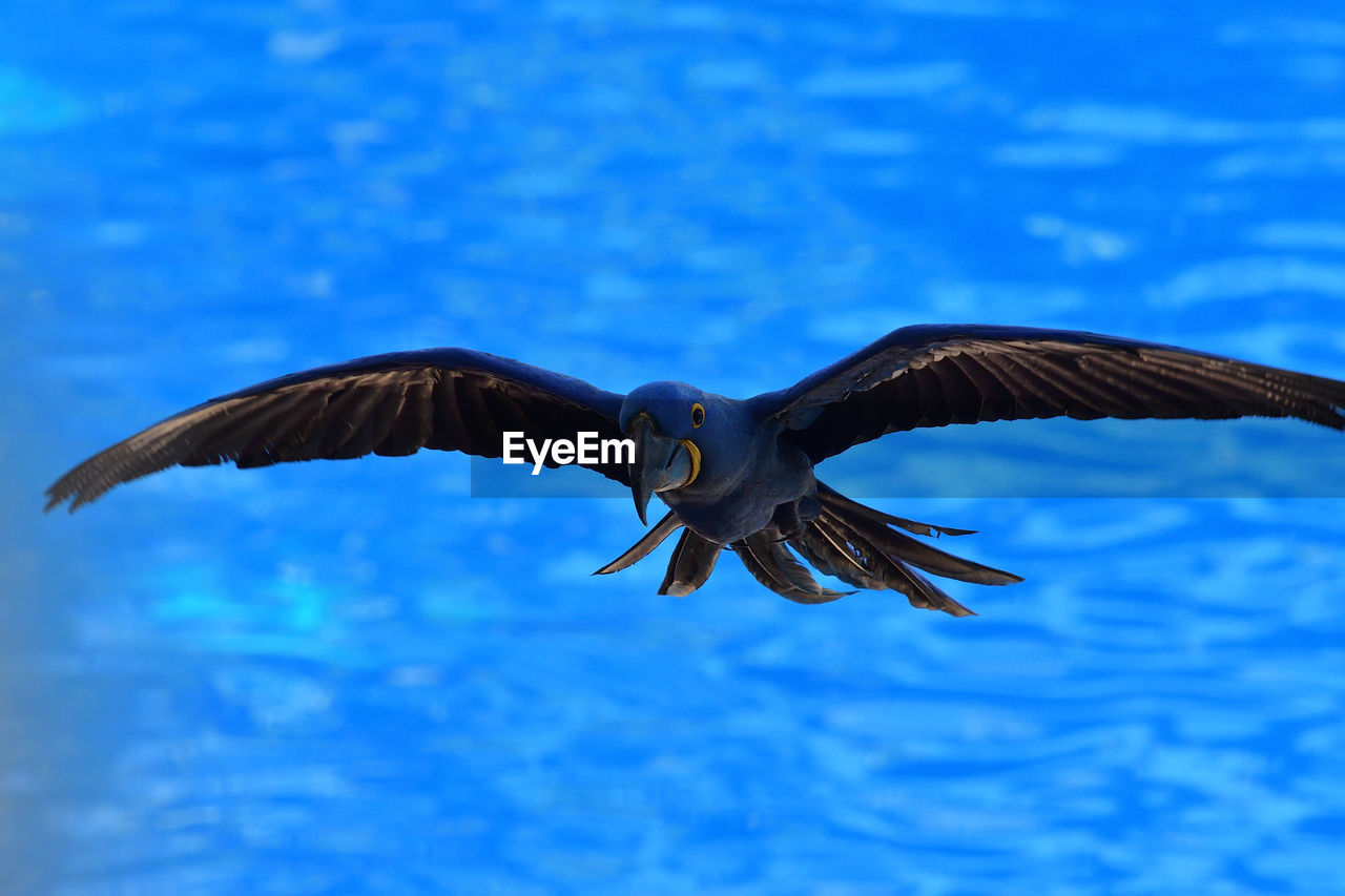 Close up of a hyacinth macaw in flight 