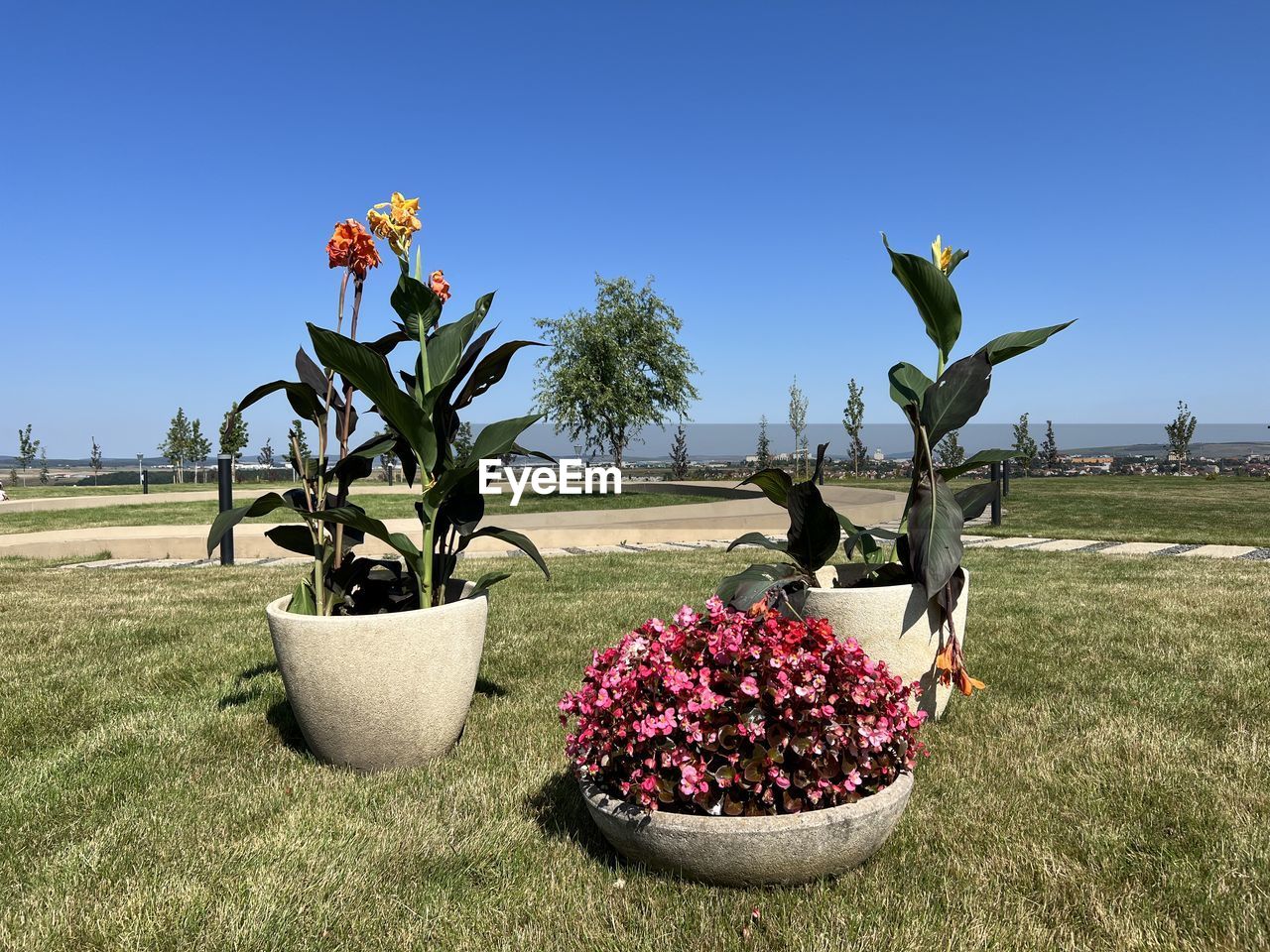 plant, nature, grass, flower, sky, flowering plant, no people, growth, clear sky, beauty in nature, blue, sunlight, day, tree, sunny, outdoors, environment, landscape, food and drink, food, flowerpot, agriculture, land, field, freshness, succulent plant, green, fruit, cactus