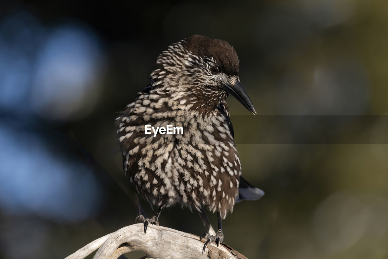 animal themes, bird, animal, animal wildlife, wildlife, one animal, beak, close-up, perching, nature, focus on foreground, no people, full length, outdoors, bird of prey, day