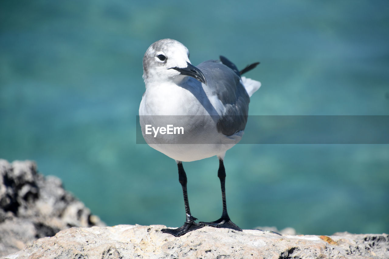 Laughing gull with a black beak standing on lava rock in aruba.