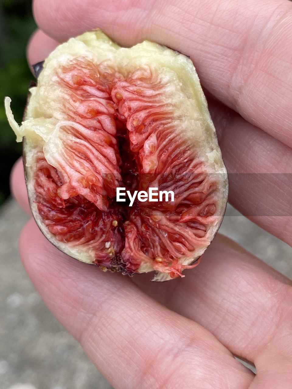 hand, plant, produce, holding, fruit, food, one person, food and drink, flower, freshness, healthy eating, close-up, wellbeing, common fig, finger, lifestyles, leaf, petal, focus on foreground, organic