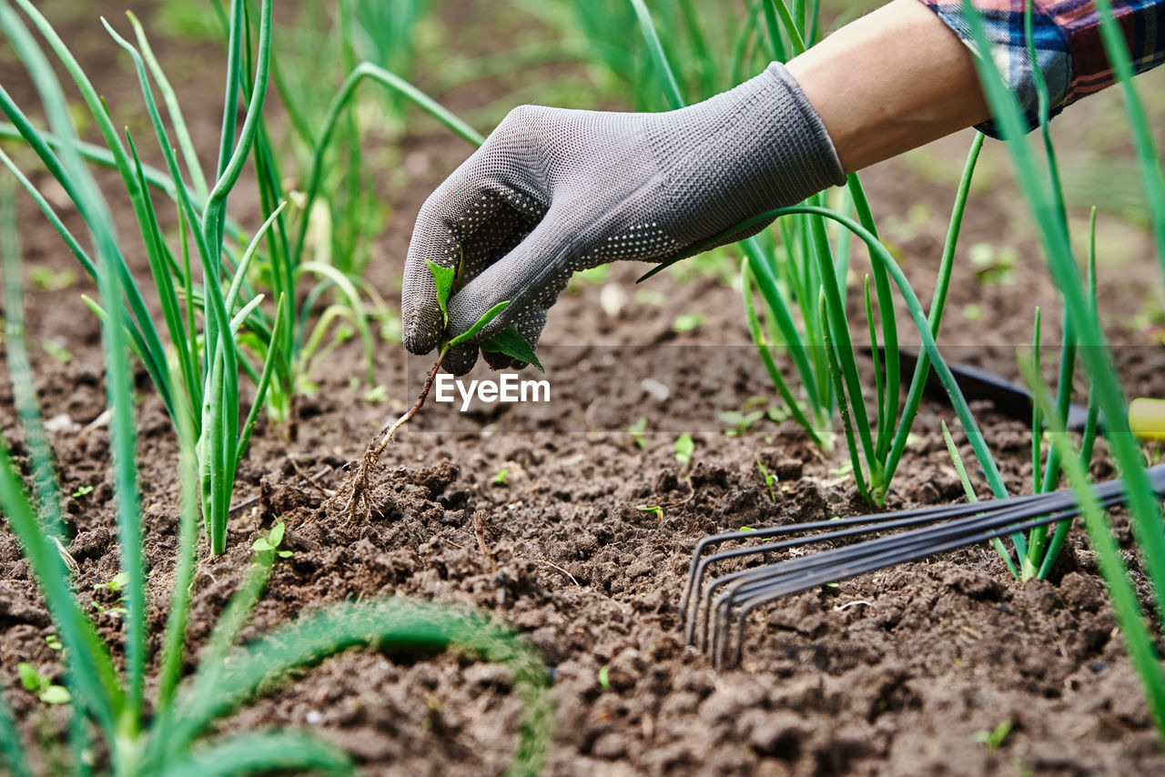 Gardener in gloves weeding onion in backyard garden with rake. garden work and plant care