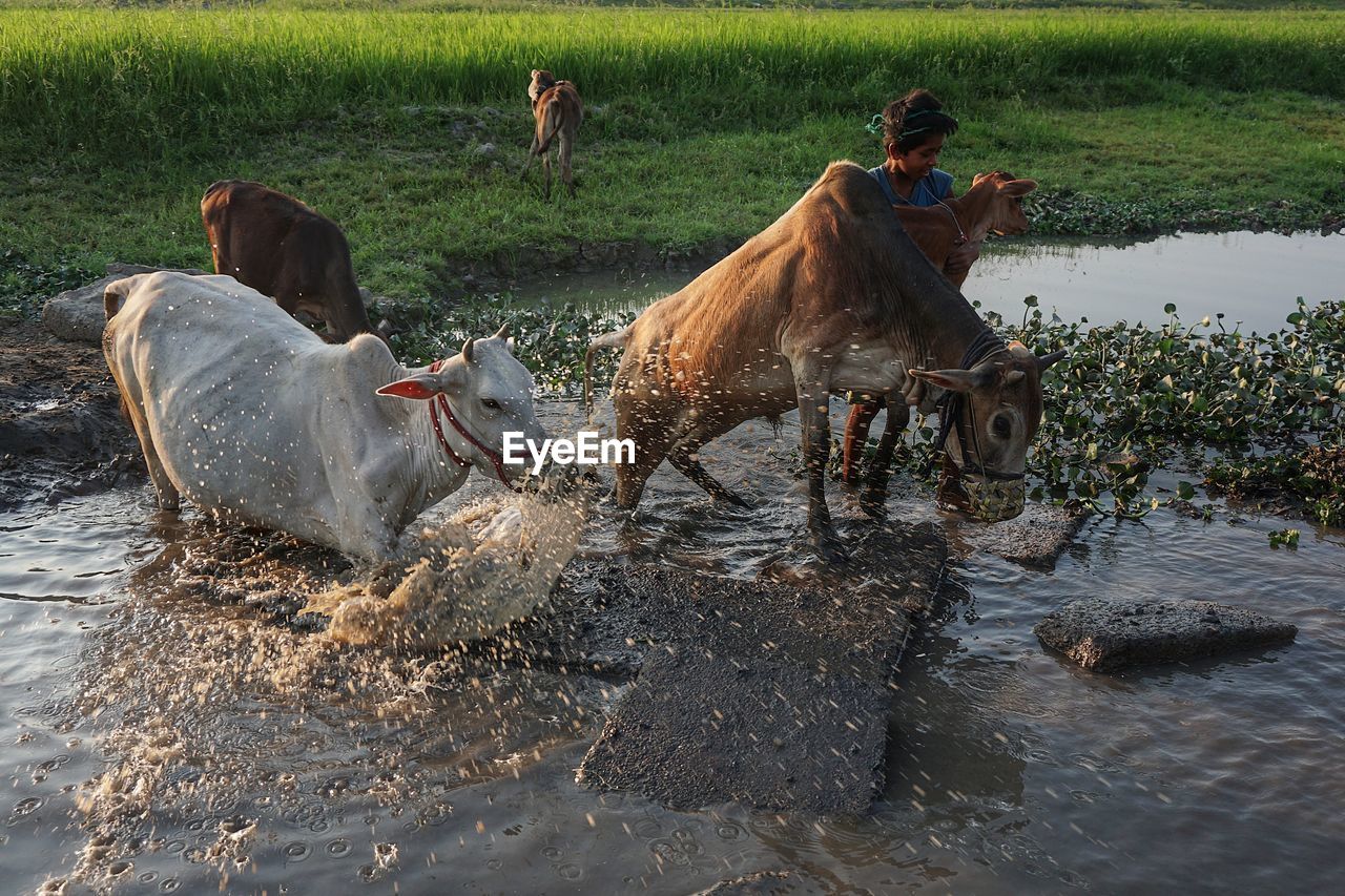 View of woman with bulls in pond