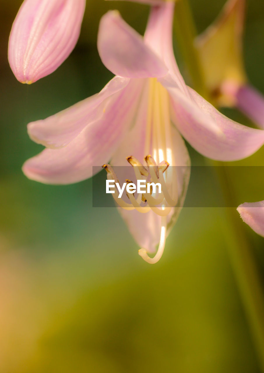 Close-up of purple flowering plant