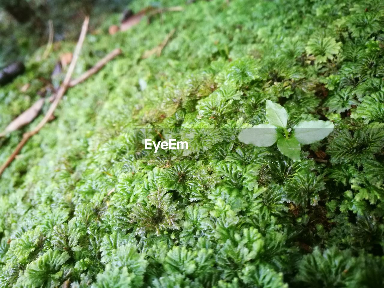 CLOSE-UP OF GREEN LEAVES ON GRASS