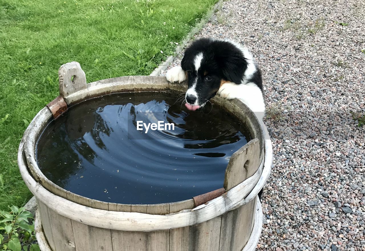 HIGH ANGLE VIEW OF DOG DRINKING WATER IN CONTAINER