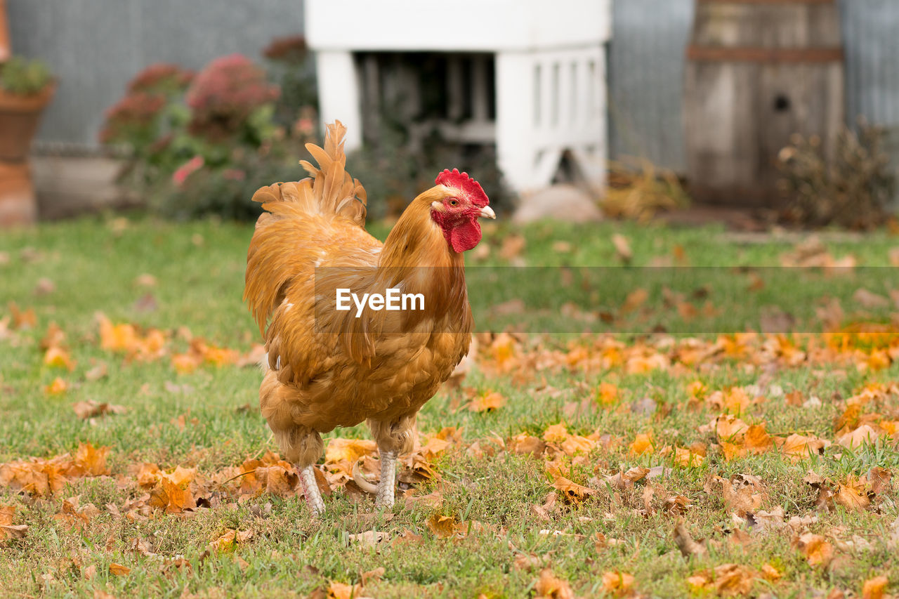 Close-up of hen on field