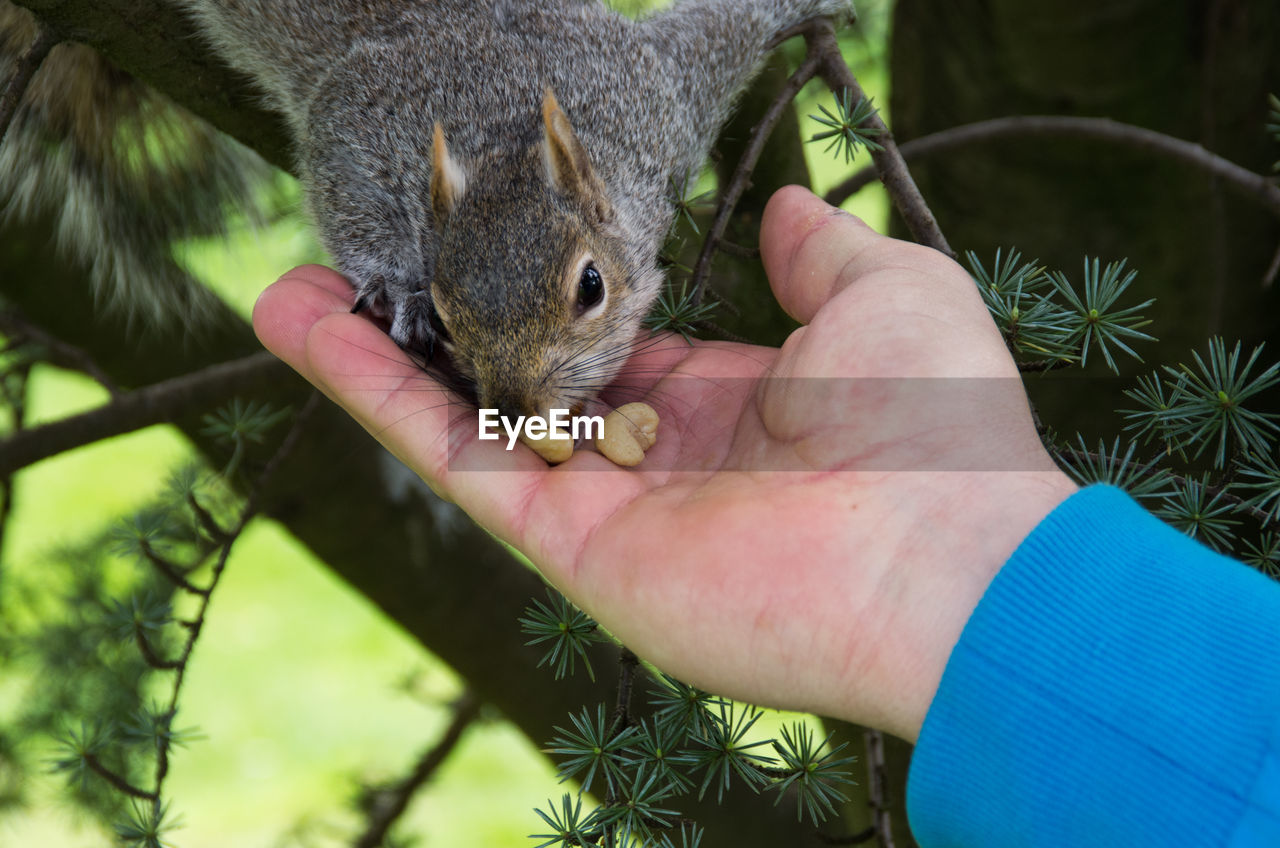 Close-up of hand feeding squirrel