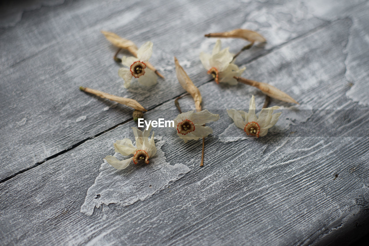 HIGH ANGLE VIEW OF HOUSEFLY ON WHITE TABLE