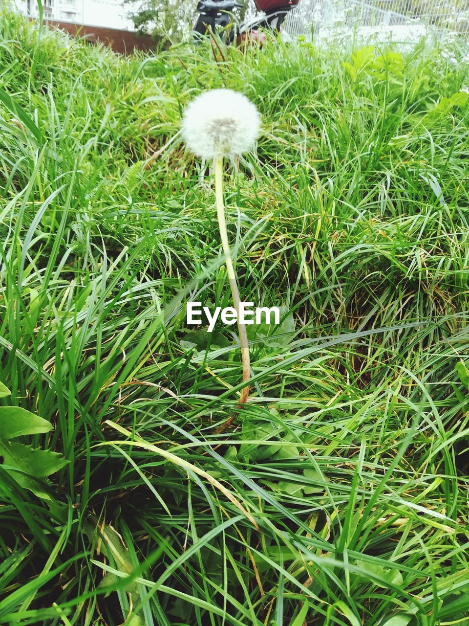 CLOSE-UP OF FLOWER BLOOMING