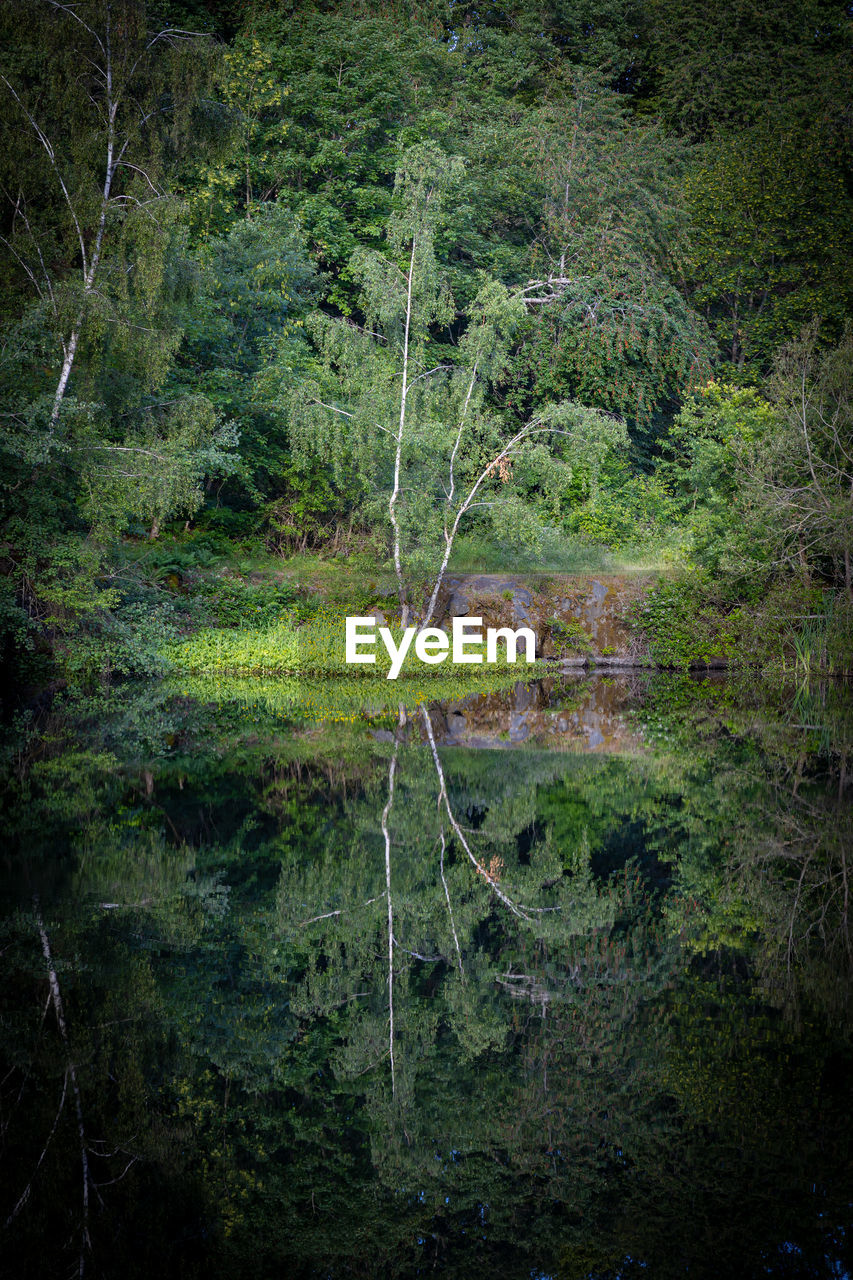 TREES AND PLANTS IN FOREST